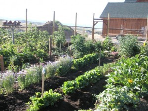 Here is our garden, growing in the manure.