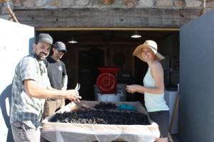 Friend's came to help pick and crush the new grape harvest. 